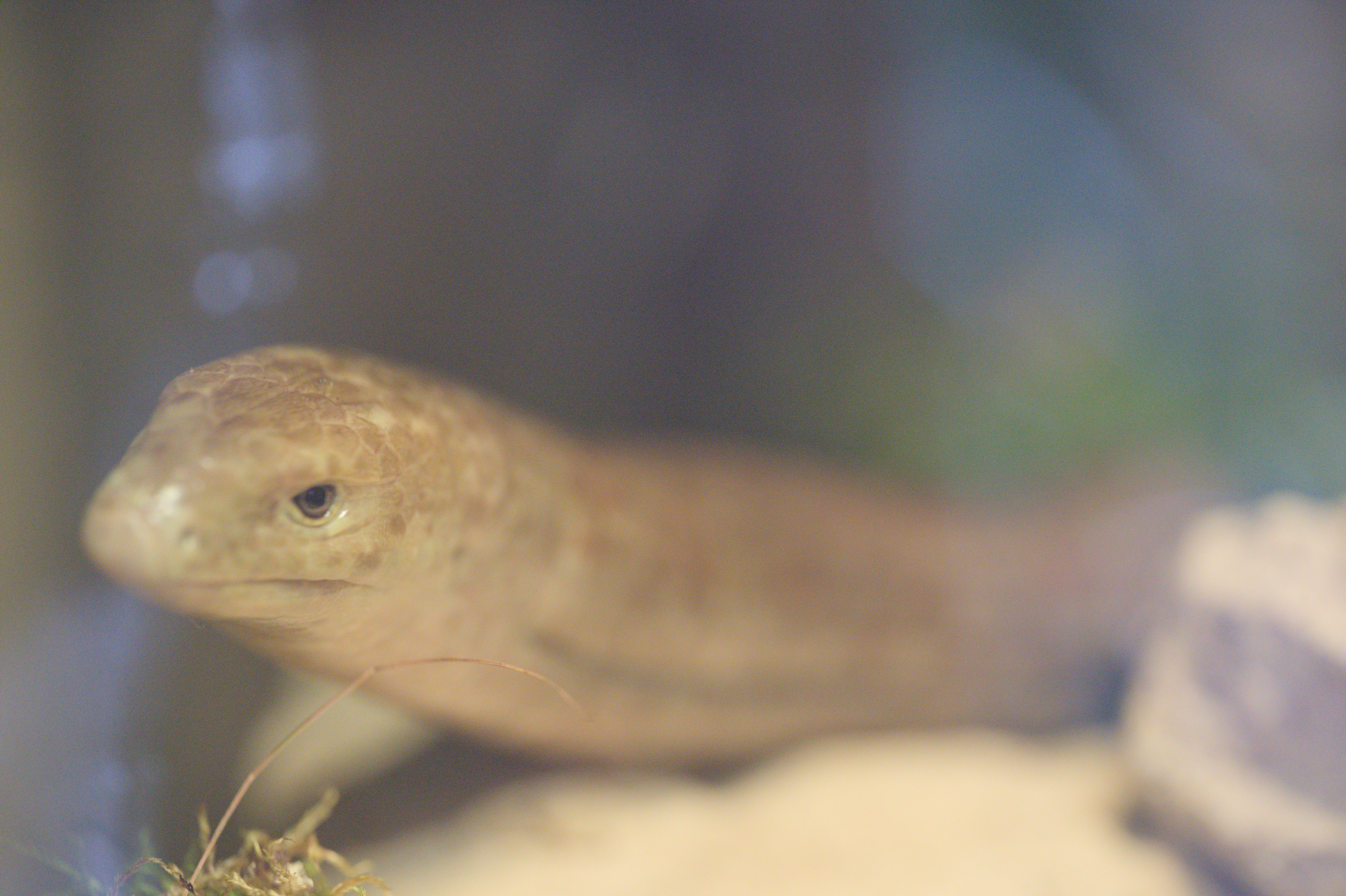 2025/10/12 - zoo/DSC_0185.jpg